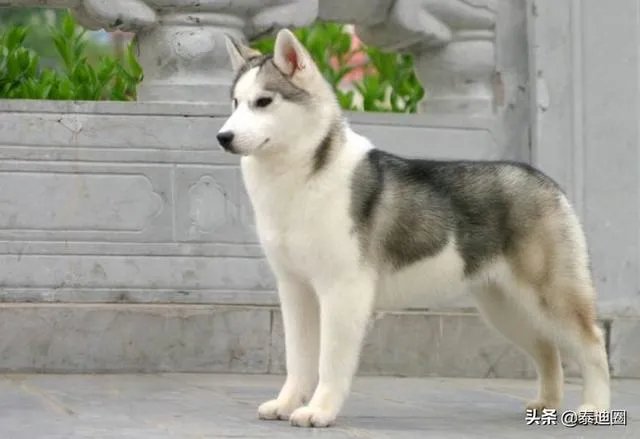 如果你和一群狗生活在一起,你会怎么办?