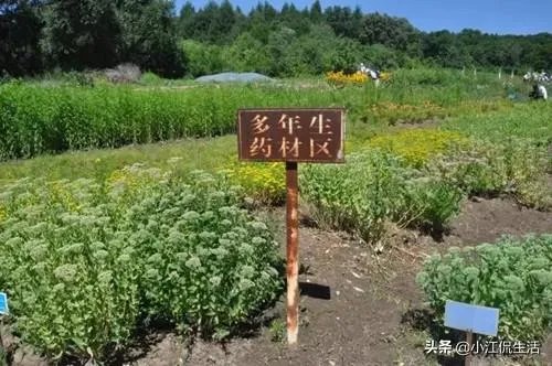 现在种植中药材赚钱吗？