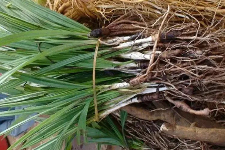 野棕根草药图片