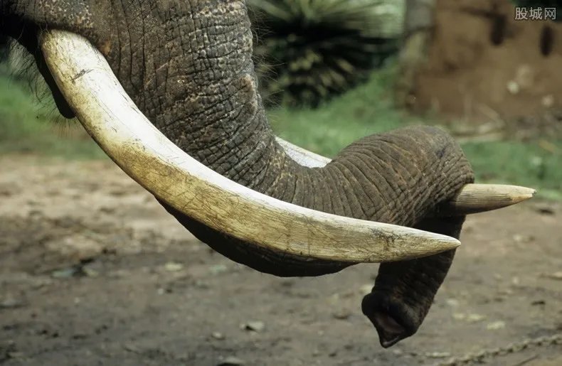 泰国解禁大象出口 不开放进行大象买卖