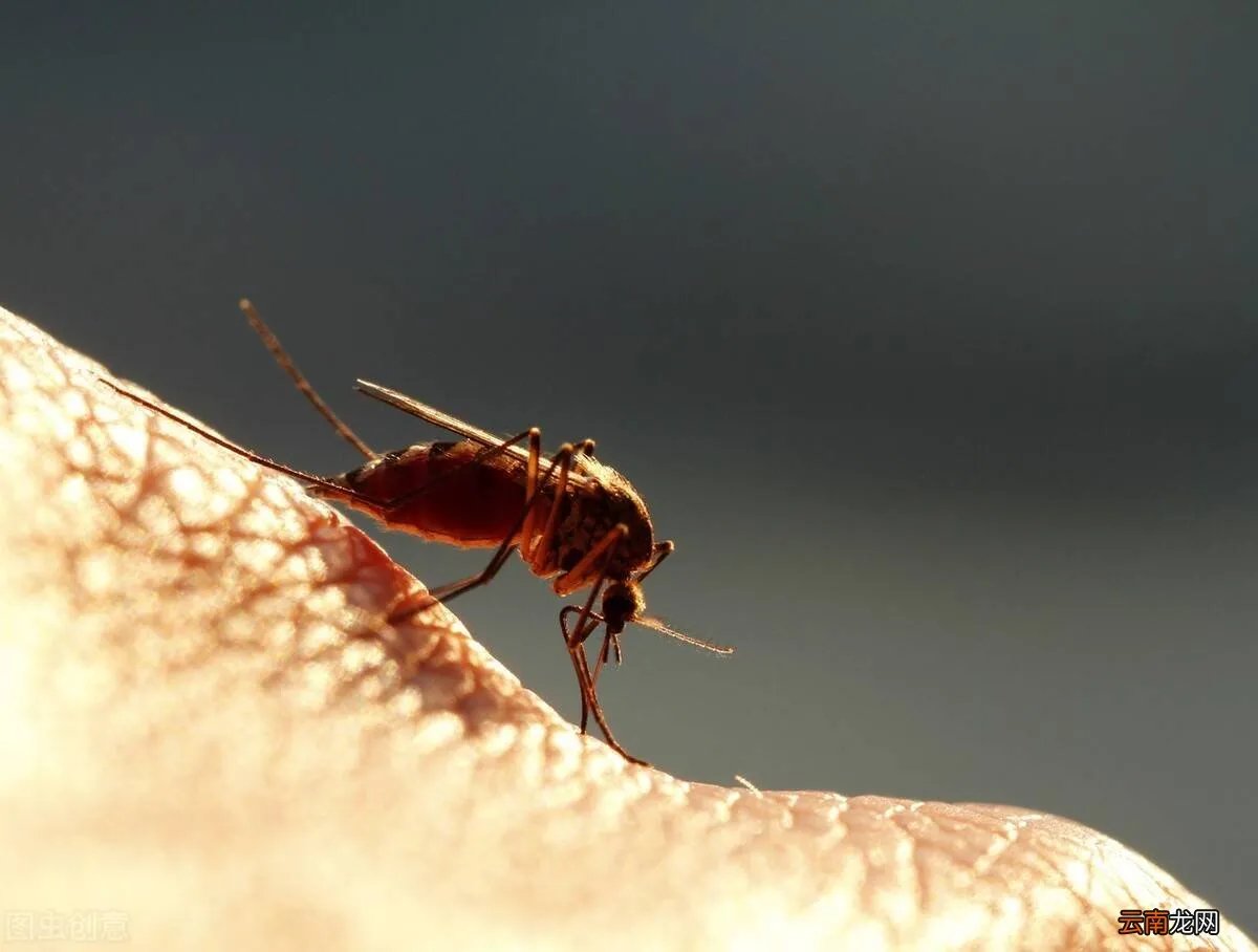 驱蚊效果最好的植物 清香木驱蚊草真的能驱蚊吗