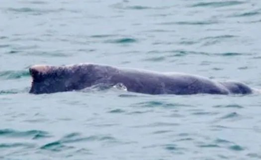 新加坡现粉色海豚，这是一种什么类别的海豚？