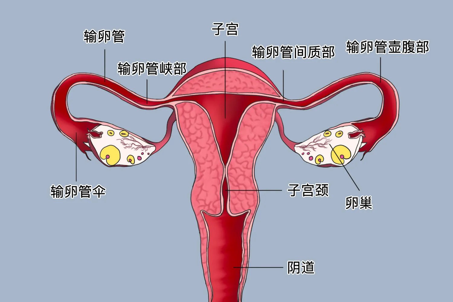 壶腹部在哪个位置图片