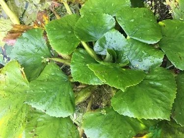 菱角和猪肉能一起吃吗?菱角和什么不能一起吃?