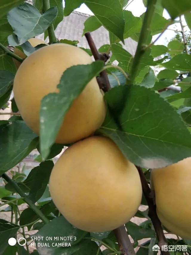 农村果园覆盖的防冰雹网是否能起到作用？