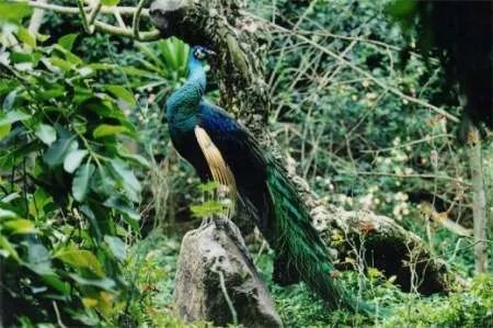 亚洲各国的国鸟是什么?