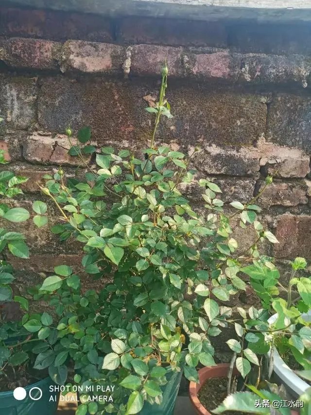 淘宝花店有没有推荐的？