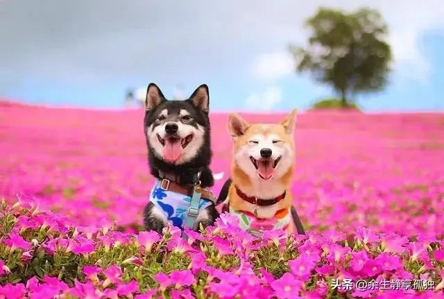 如果你和一群狗生活在一起，你会怎么办？