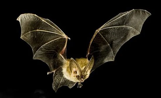 巨型狗头蝙蝠图片