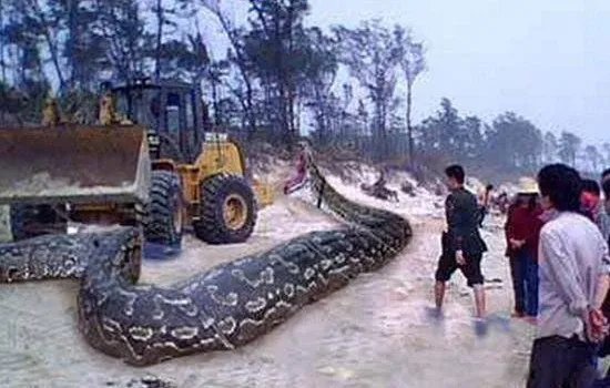 辽宁大蛇事件图片 巨蛇渡劫化龙事件是不是真的