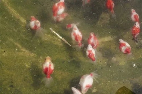 金鱼的卵什么颜色的才能孵化 如何照顾好金鱼宝宝