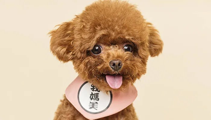 泰迪的训练方法