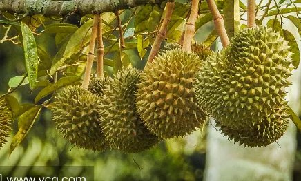 哄抢榴莲村民食物中毒,当地采取了什么措施