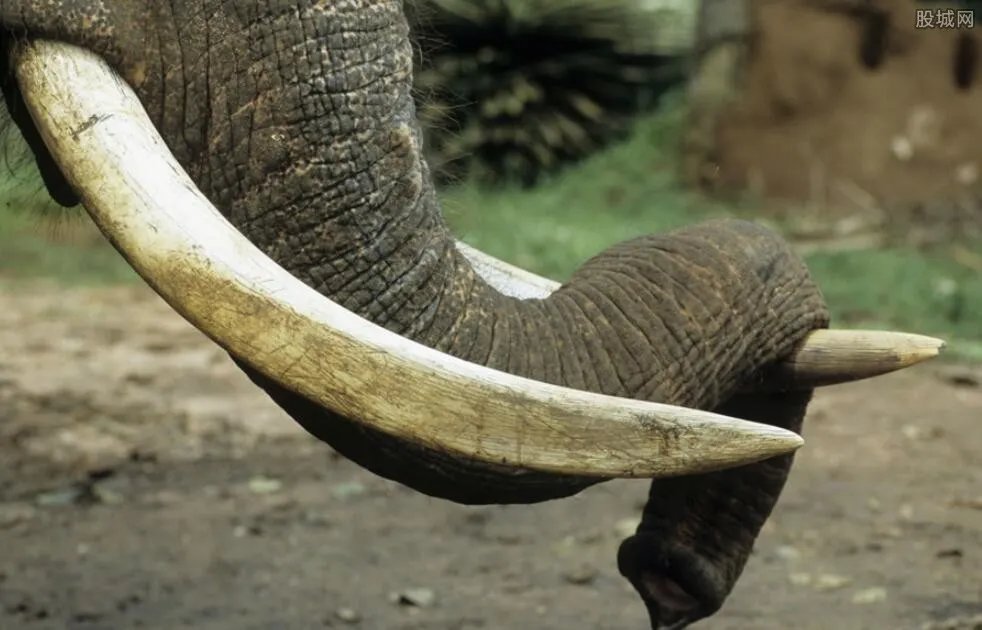 猛犸象两年后可复活 抑制全球变暖的猛犸象