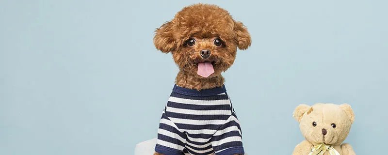 泰迪的训练方法