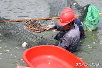 养殖业什么前景最好？