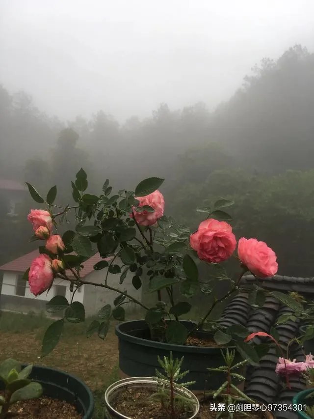 淘宝花店有没有推荐的？