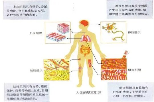 人体四大组织图片怎么区分