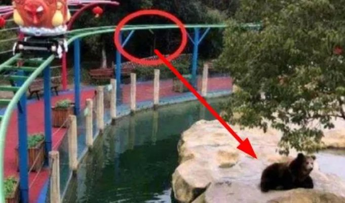 误将手机投喂棕熊是什么情况:真相结果是这样子的