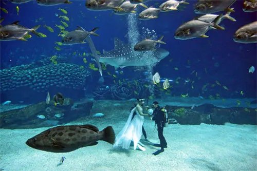 海底婚礼流程策划 怎么在海底举办婚礼