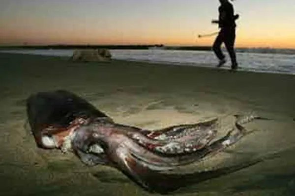 世界上十大怪物:第十名已被证实确实存在，你见过它吗？