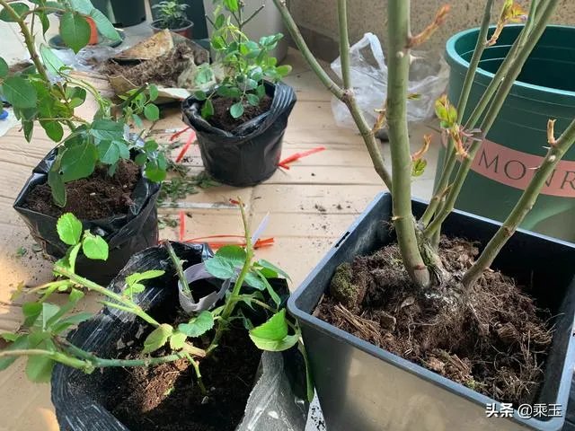 淘宝花店有没有推荐的？