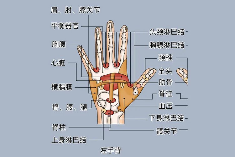 女性左手反射区图解