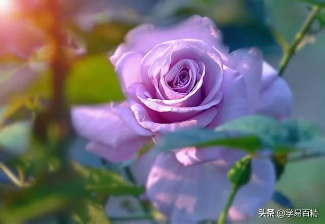 淘宝花店有没有推荐的？