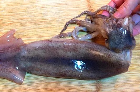 人类首次拍到活的公羊角乌贼是怎么回事 乌贼和鱿鱼有什么区别