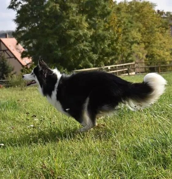 金毛犬狂走100公里回家，人和狗的情谊究竟可以有多深厚？