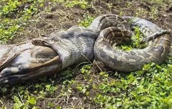 辽宁大蛇事件图片 巨蛇渡劫化龙事件是不是真的
