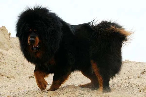 小藏獒是人们最爱饲养的一个品种，纯种小藏獒的价格是多少呢？