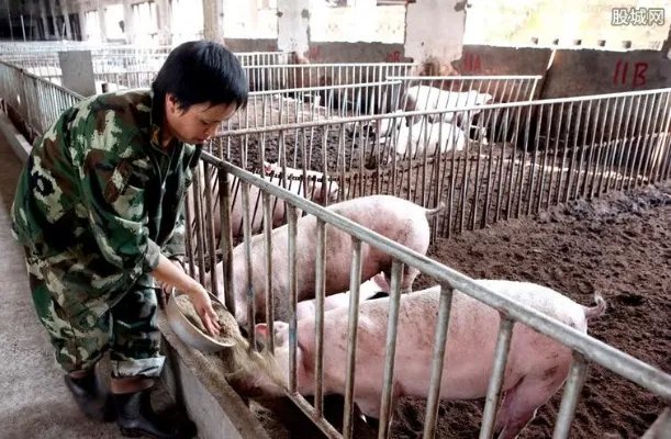 国家禁止农村养猪? 2019农村养猪新政策规定