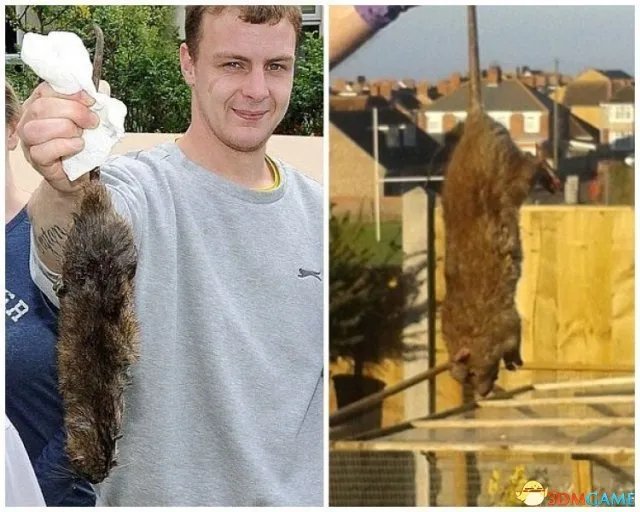 英国频现巨型老鼠 体形堪比家猫对传统老鼠药免疫