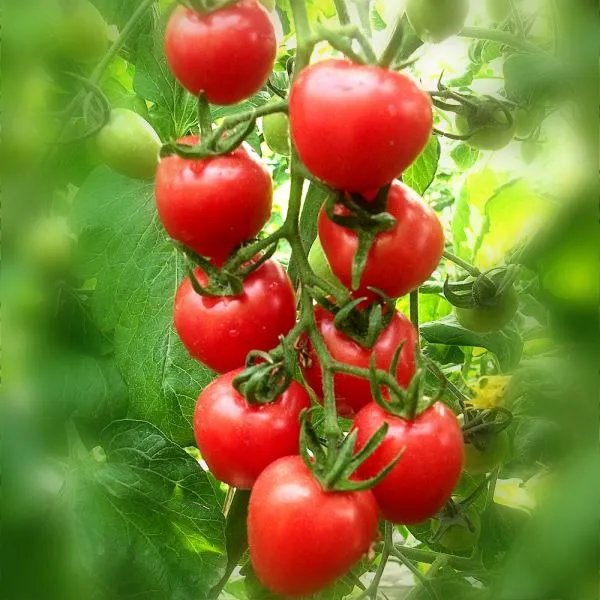 圣女果主要产自哪里呢？