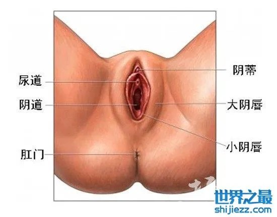 最真实的女人私长处啥样图片,擦下口水禁止幻想