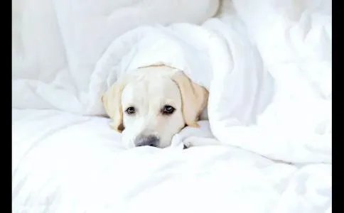 游民星空2k13（带你走过十载《NBA 2K》生涯模式）