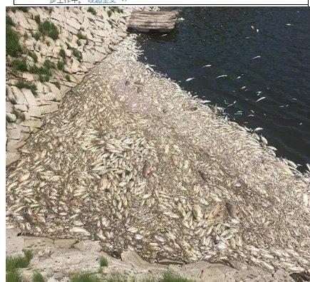 大连鱼塘疑遭投毒是什么原因?