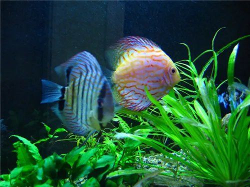 淡水观赏鱼种类有哪些 怎么养观赏鱼