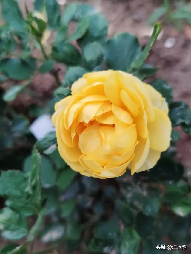 淘宝花店有没有推荐的？