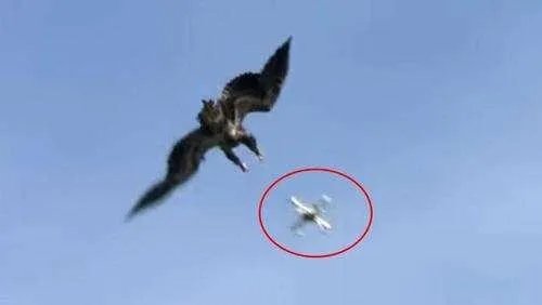 训练老鹰抓无人机有前途吗？