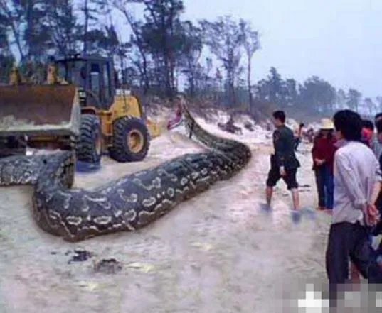 震惊!修路基地竟挖出千年巨兽(组图)