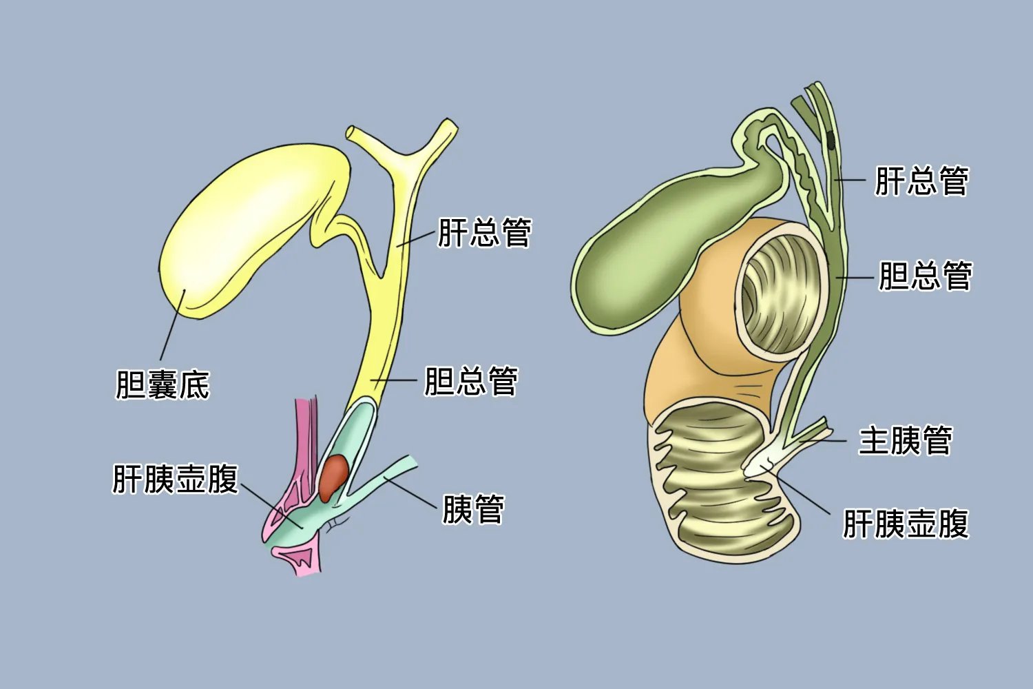 壶腹部在哪个位置图片