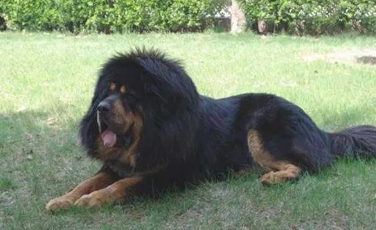 小藏獒是人们最爱饲养的一个品种，纯种小藏獒的价格是多少呢？