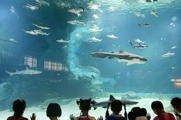 福建一鲨鱼馆发生致人死亡事故,谁应该为这次事故负责?