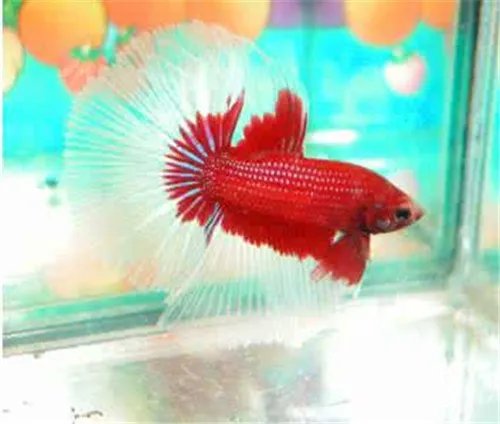 淡水观赏鱼种类有哪些 怎么养观赏鱼