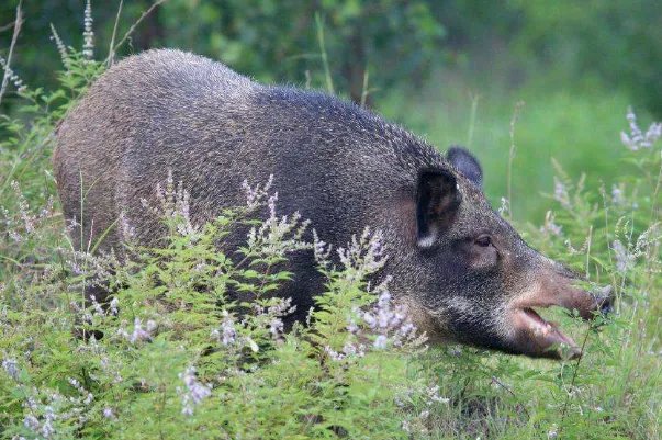 神农架发生野猪非洲猪瘟疫情,为何专家说:危害恐比家猪更严重?