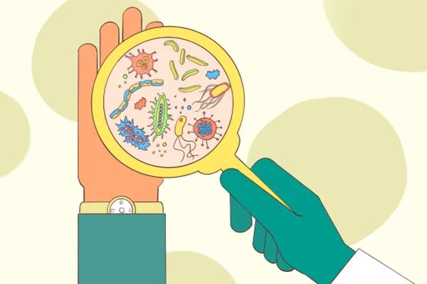 金荞麦的副作用