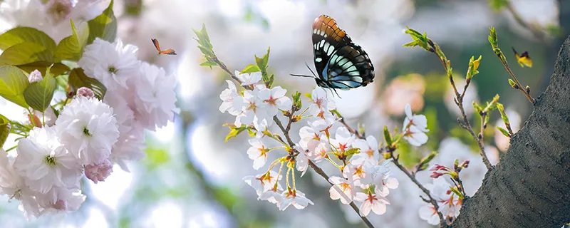 为什么蝴蝶会飞 蝴蝶为什么能飞