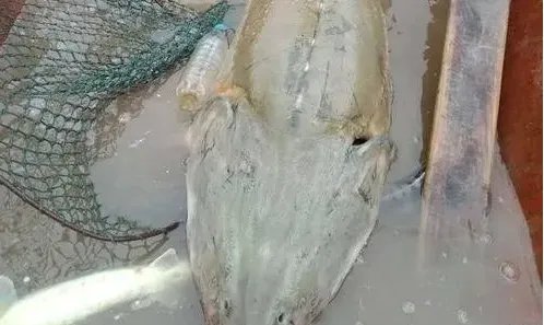 千万斤鲟鱼从甘肃流入四川,这会给水域环境造成影响吗?